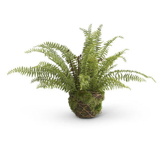 28" Boston Fern on Moss and Twig Basket