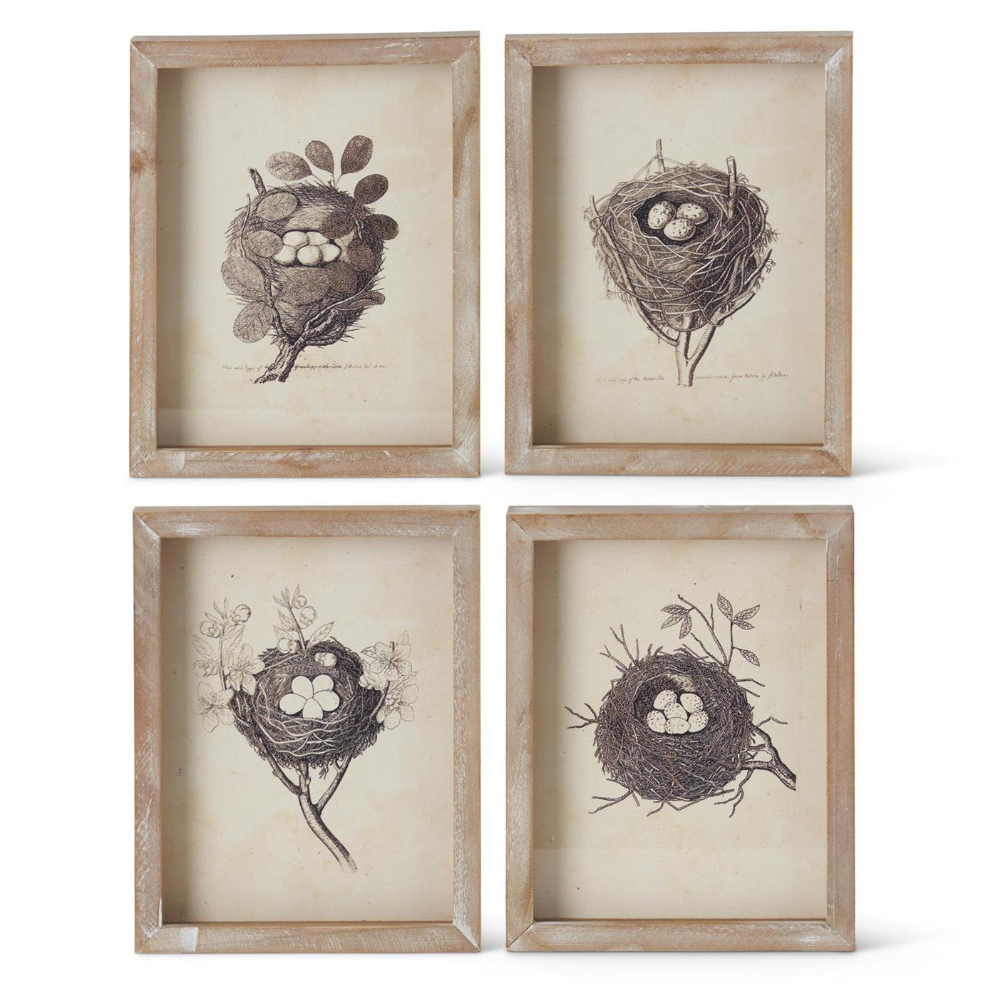 Set of 4 Framed Nest Prints