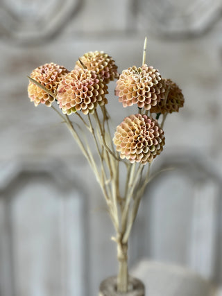 15" Lollipop Dahlia Stem Bundle - Shell