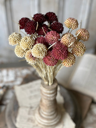 15" Lollipop Dahlia Stem Bundle - Ardent