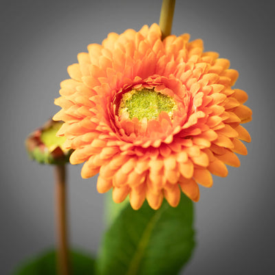 17" Orange Primrose Stem