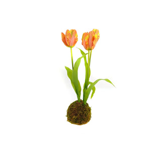 Orange Tulips in Moss Ball