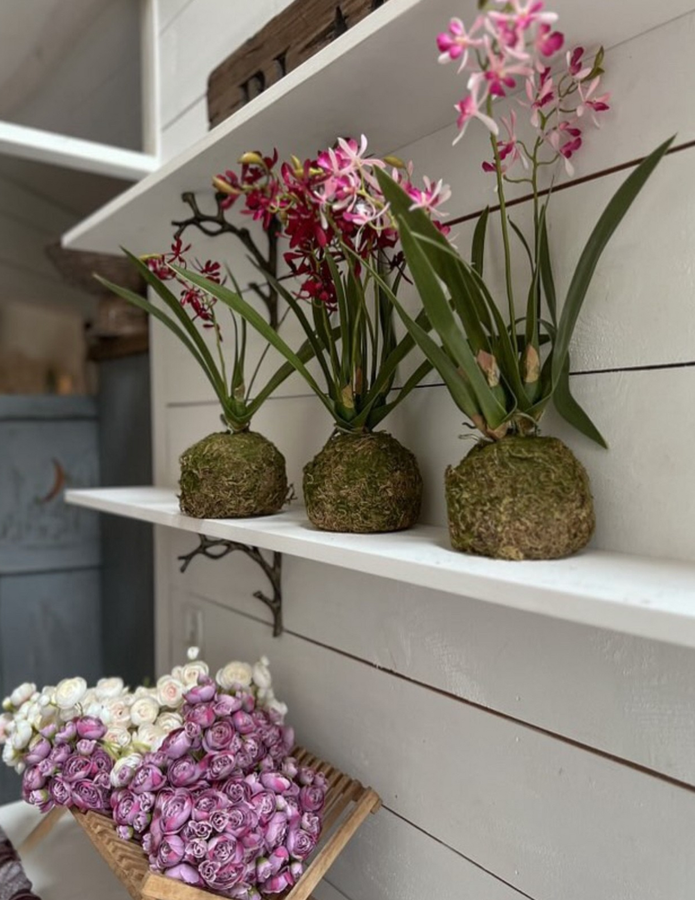Mini Vanda Orchid in Moss Ball Small - Pink