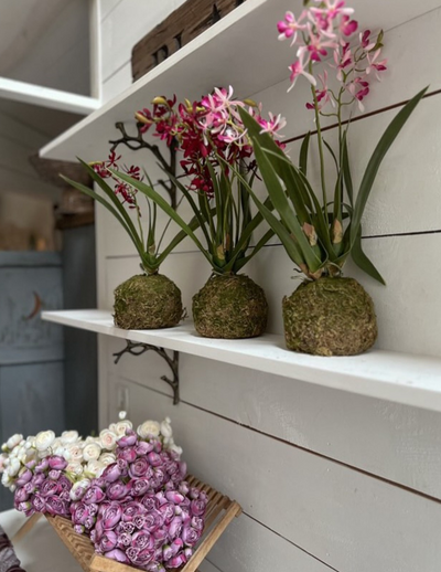 Mini Vanda Orchid in Moss Ball Small - Pink