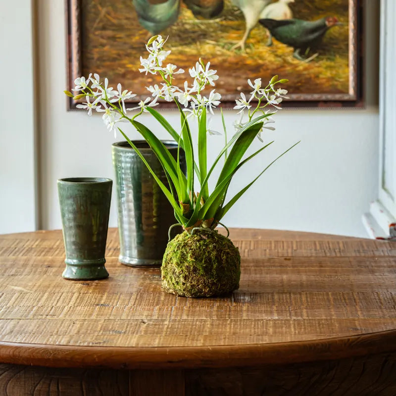 Mini Vanda Orchid in Moss Ball Large - White