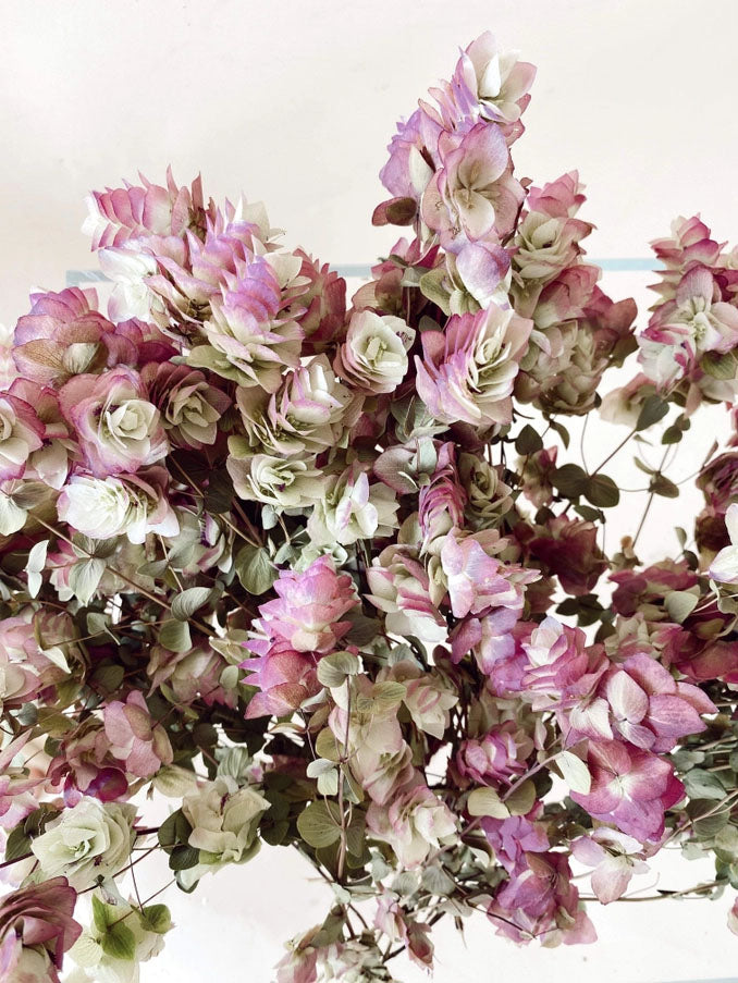 Kent Beauty Dried Oregano Blooms