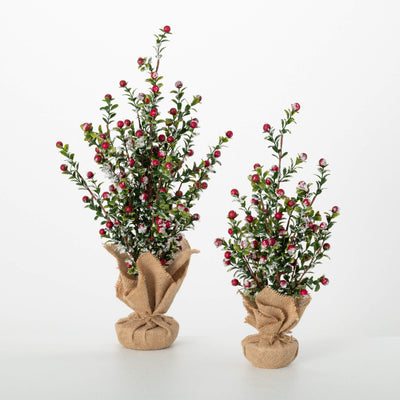 Boxwood Berry Tree - Choose Size