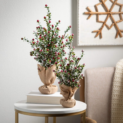 Boxwood Berry Tree - Choose Size