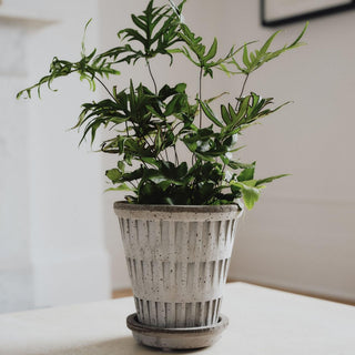 Bergs Potters Pantheon Raw Grey Planter and Saucer - Choose Size