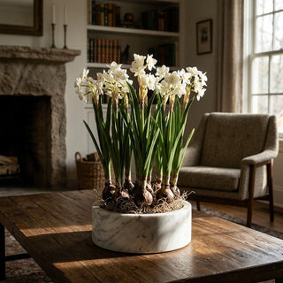 19.5" Real Touch Paperwhites Bulb Pick