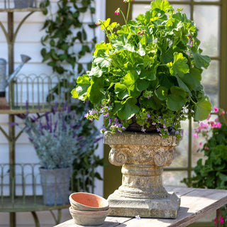 13" Courtyard Garden Pedestal - More Coming Soon