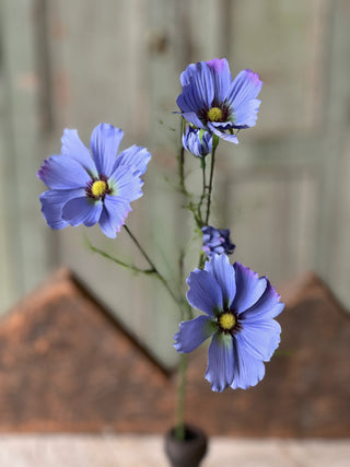 27" Cockle Cosmos Stem - Periwinkle