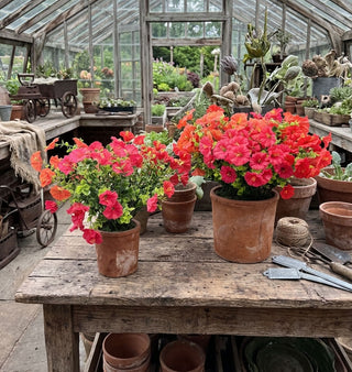 Clay Potted Southern Summer Petunia in Clay Pot - Choose Size