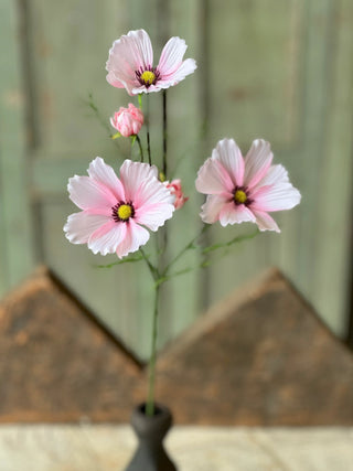27" Cockle Cosmos Stem - Pink