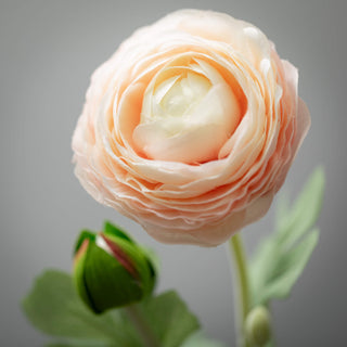19" Ranunculus Stem - Soft Pink