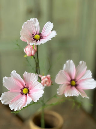 27" Cockle Cosmos Stem - Pink
