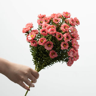 Pink Daisy Bush