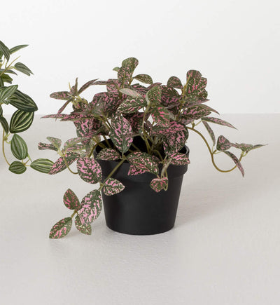 Potted Fittonia - Choose Style