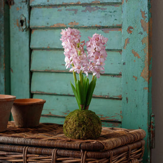 Pink Hyacinth In Moss Ball