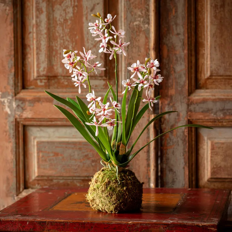 Variegated Pink Mini Orchid Large Moss Ball