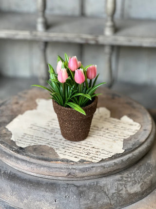5" Potted Teacup Tulip - Choose Your Favorite Color