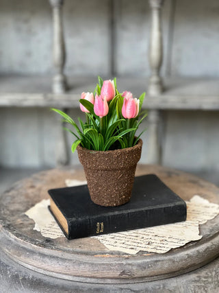 5" Potted Teacup Tulip - Choose Your Favorite Color