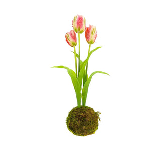 Pink Tulips in Moss Ball