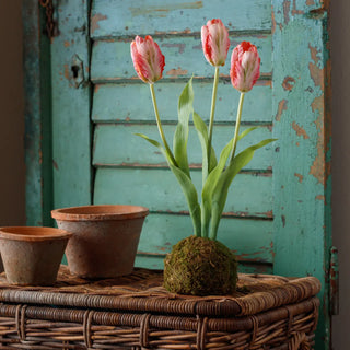 Pink Tulips in Moss Ball