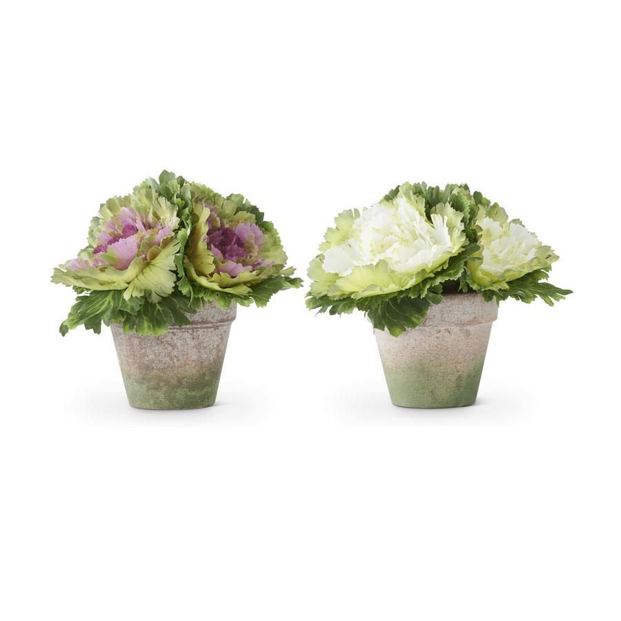 Potted Cabbage - Choose White or Purple