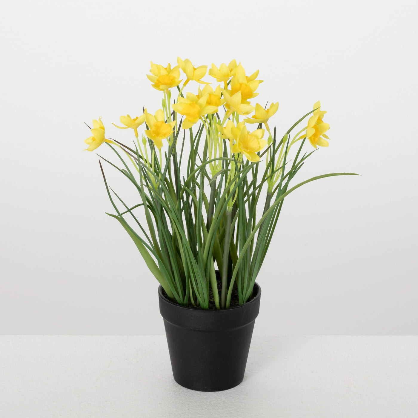 12" Potted Daffodil Plant