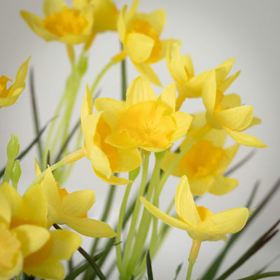 12" Potted Daffodil Plant