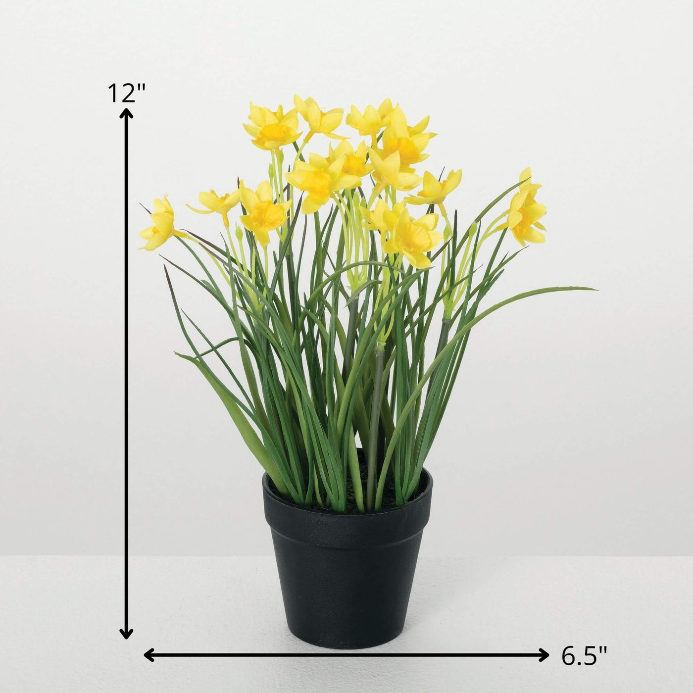 12" Potted Daffodil Plant