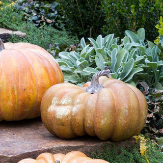 Pretty Mama Lifelike Pumpkin