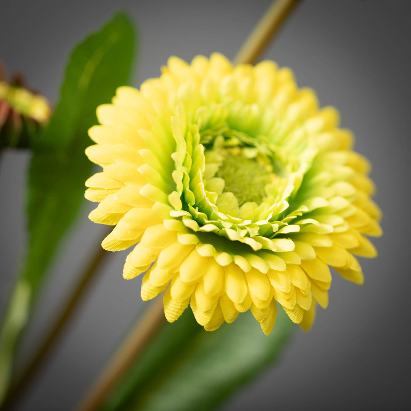 17" Yellow Primrose Stem