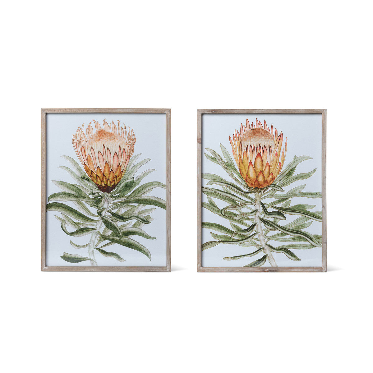 Set of 2 Protea Watercolor Prints in Frames