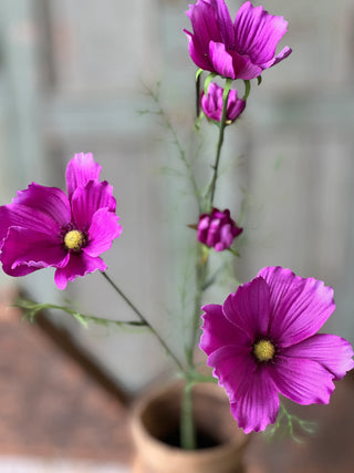 27" Cockle Cosmos Stem - Purple