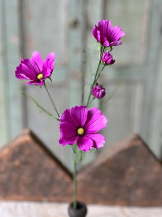 27" Cockle Cosmos Stem - Purple