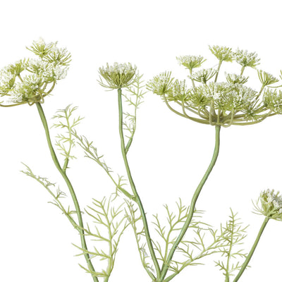 Queen Anne's Lace Stem