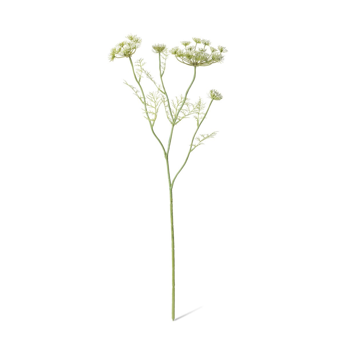 Queen Anne's Lace Stem