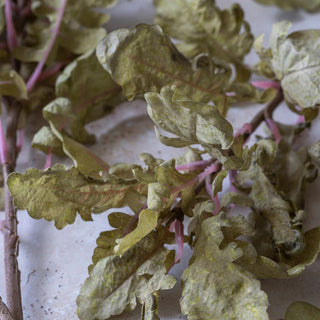 18" Ragwort Stem