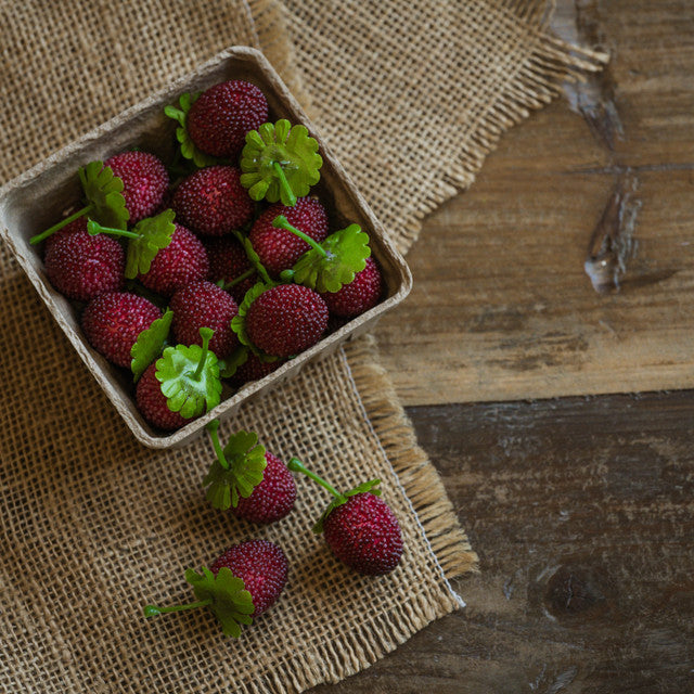 Faux Carton of Raspberries – Cotton & Crete