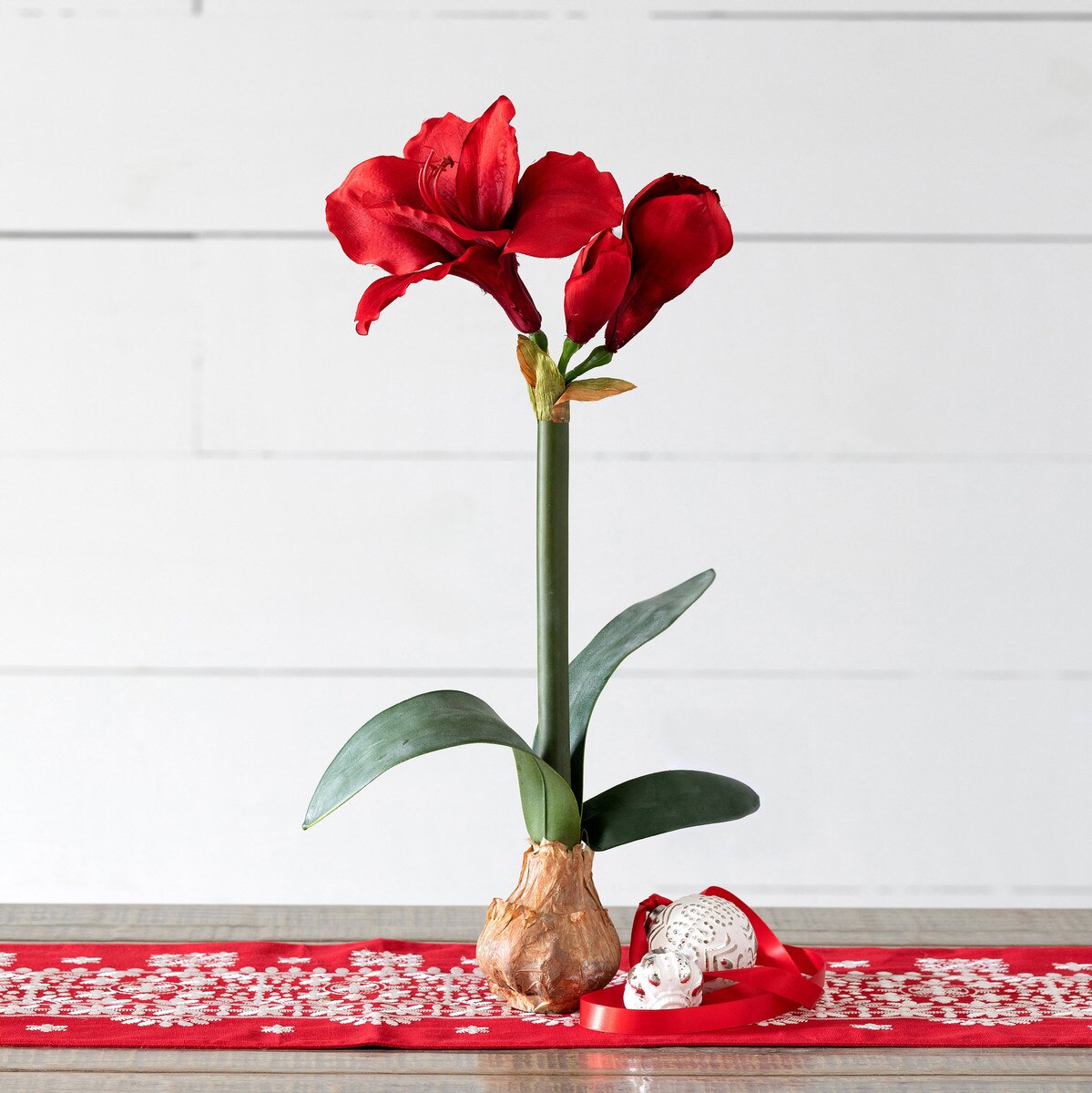 23" Red Amaryllis in Bulb Pot