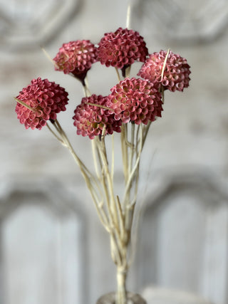 15" Lollipop Dahlia Stem Bundle - Ardent
