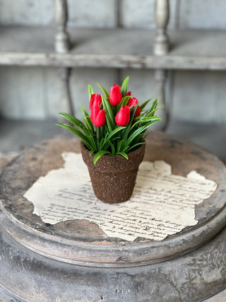 5" Potted Teacup Tulip - Choose Your Favorite Color