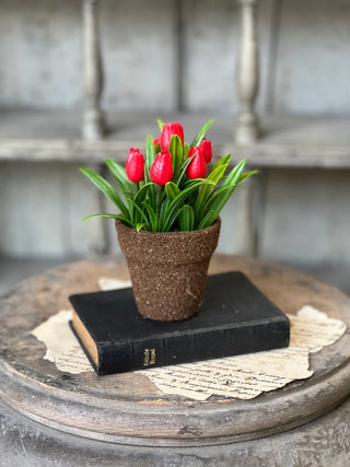 5" Potted Teacup Tulip - Choose Your Favorite Color