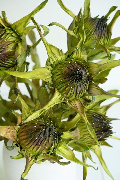 38" Rustic Green Protea Stem