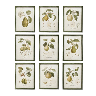 Set of 9 Vintage Style Pear Prints in Green Hobnail Frame