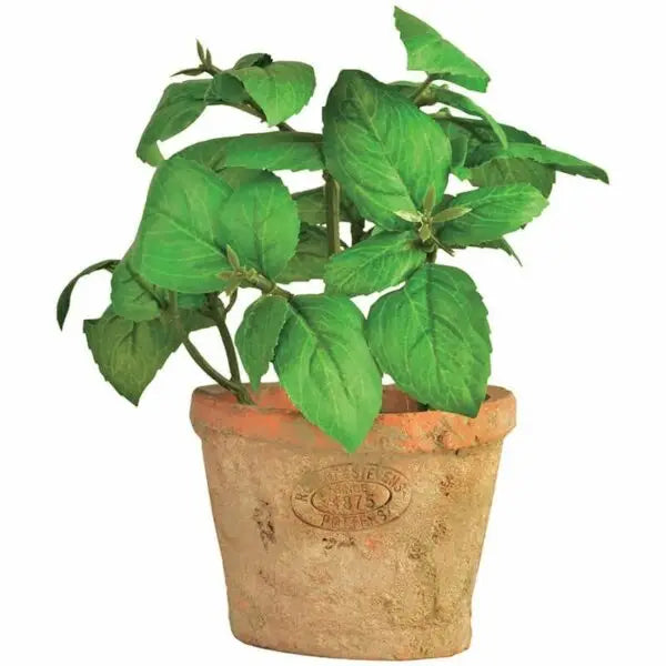 Herb Pot with Basil - Small