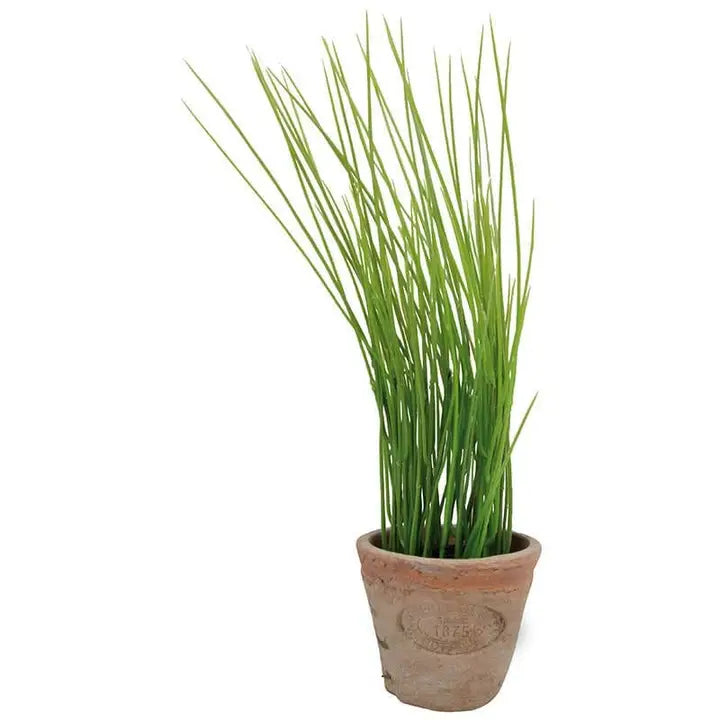 Herb Pot with Chives - Small