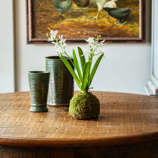 Mini Vanda Orchid in Moss Ball Small - White - More Coming Soon